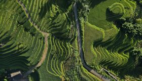 Sapa Green Rice-fields